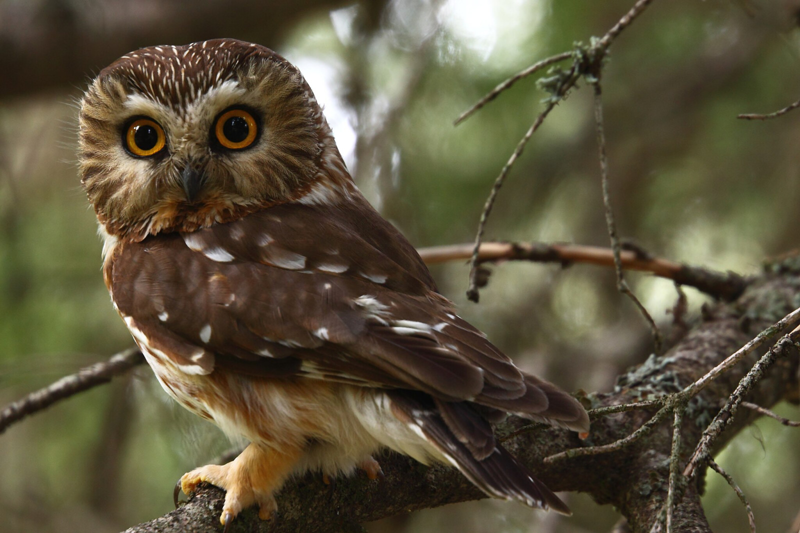 image Northern Saw-whet Owl